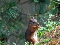 Braunes Eichhörnchen nahe unserem Ferienhaus